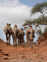 Camels.