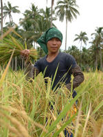 Rice harvesting.